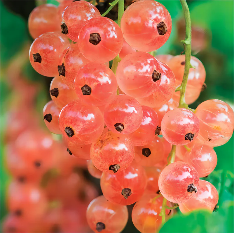 Berry Stud Earrings - Image 5
